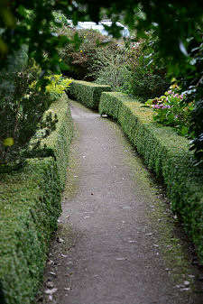 Hedges